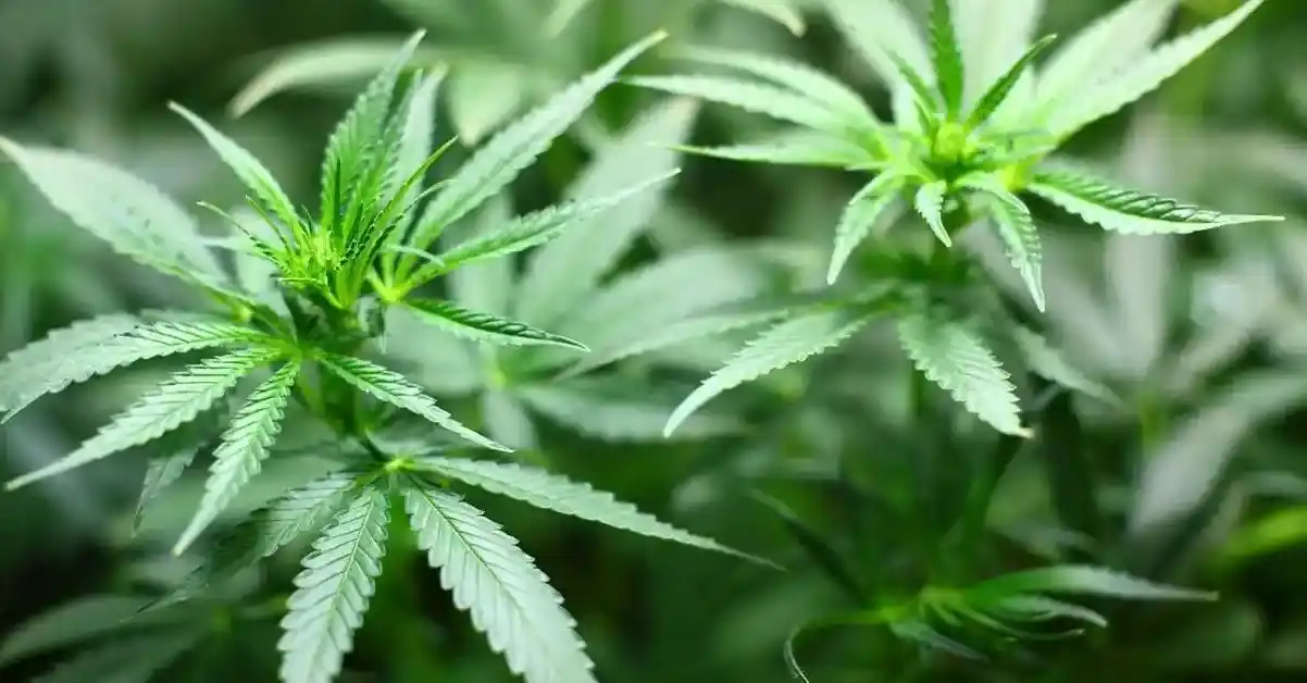Cannabis legalisation overdue